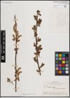 Foto von Salix excelsa S. G. Gmel.